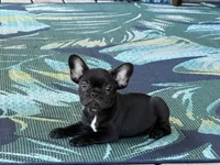 Angela , a female French Bulldog for sale in Sheboygan Falls, WI – 4 of 5