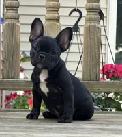 Ariana , a female French Bulldog for sale in Sheboygan Falls, WI – 8 of 9