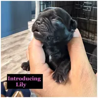 Lily , a female French Bulldog for sale in Sheboygan Falls, WI – 3 of 3