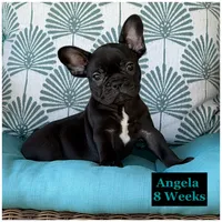 Angela , a female French Bulldog for sale in Sheboygan Falls, WI – 1 of 5