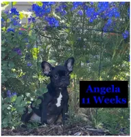 Angela , a female French Bulldog for sale in Sheboygan Falls, WI – 8 of 8
