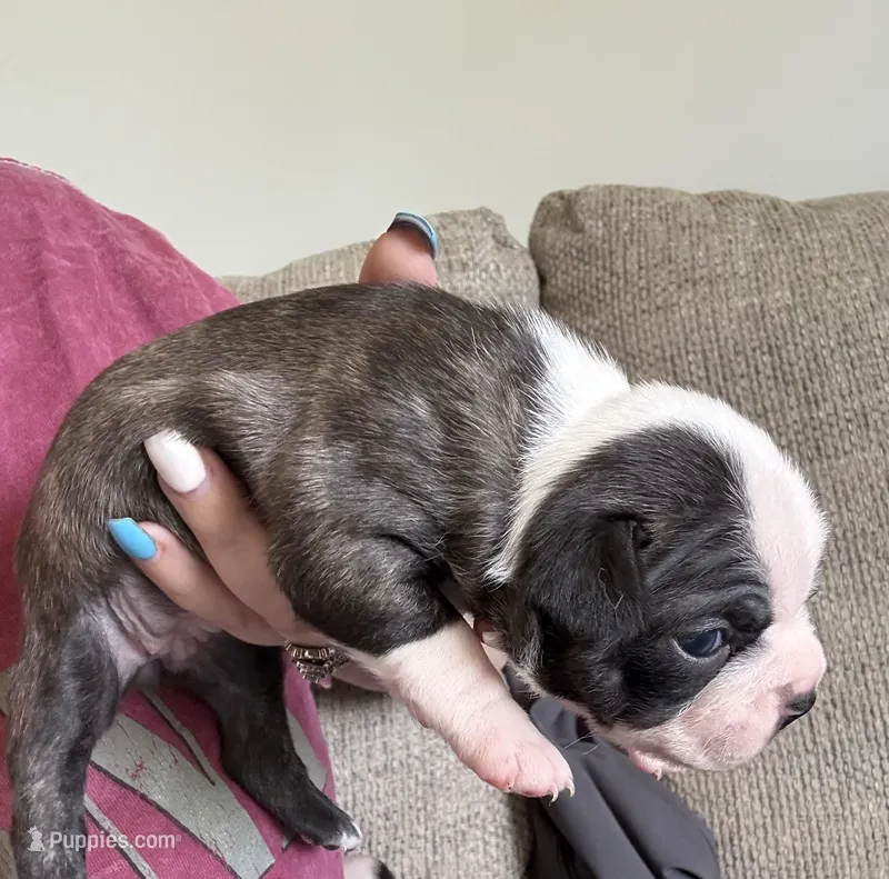 Juno – Boston Terrier puppy for sale in Lynchburg, VA