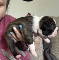 Jana, a female Boston Terrier for sale in Lynchburg, VA – Photo 1 of 2