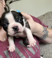 Jana, a female Boston Terrier for sale in Lynchburg, VA – Photo 2 of 2
