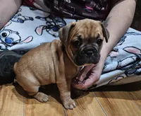 Tank, a male French Bulldog for sale in Lexington, MI – Photo 5 of 6