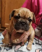 Tank, a male French Bulldog for sale in Lexington, MI – Photo 3 of 6