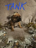 Tank, a male French Bulldog for sale in Lexington, MI – Photo 6 of 6