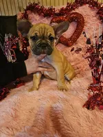 Tank, a male French Bulldog for sale in Lexington, MI – Photo 1 of 6