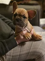 Tank, a male French Bulldog for sale in Lexington, MI – Photo 2 of 6