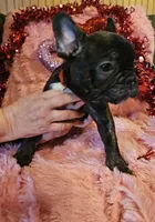 Bear, a male French Bulldog for sale in Lexington, MI – Photo 1 of 4