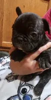 Bear, a male French Bulldog for sale in Lexington, MI – Photo 2 of 4