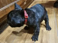 Bear, a male French Bulldog for sale in Lexington, MI – Photo 4 of 4
