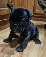 Bear, a male French Bulldog for sale in Lexington, MI – Photo 3 of 4