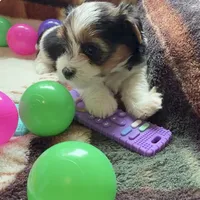 Remi, a female Yorkshire Terrier for sale in Middletown, DE – 1 of 2