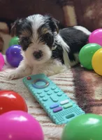 Nova, a female Yorkshire Terrier for sale in Middletown, DE – 1 of 3