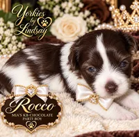 Rocco, a male Yorkshire Terrier for sale in Middletown, DE – 3 of 3
