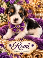 Remi, a female Yorkshire Terrier for sale in Middletown, DE – 2 of 2