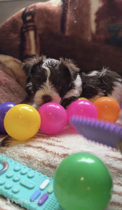 Rocco – Yorkshire Terrier puppy for sale in Middletown, DE