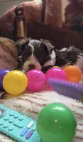 Rocco, a male Yorkshire Terrier for sale in Middletown, DE – 1 of 3