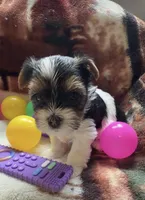 Ahola, a female Yorkshire Terrier for sale in Middletown, DE – 1 of 2