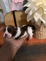 Rocco, a male Yorkshire Terrier for sale in Middletown, DE – 2 of 3