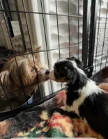Nova, a female Yorkshire Terrier for sale in Middletown, DE – 3 of 3