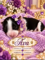 Ava, a female Yorkshire Terrier for sale in Middletown, DE – 2 of 3