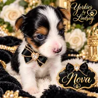 Nova, a female Yorkshire Terrier for sale in Middletown, DE – 2 of 3