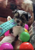 Trixi, a female Yorkshire Terrier for sale in Middletown, DE – 3 of 4