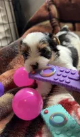 Autumn, a female Yorkshire Terrier for sale in Middletown, DE – 1 of 2