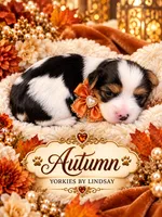 Autumn, a female Yorkshire Terrier for sale in Middletown, DE – 2 of 2