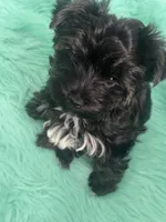 Gucci, a female Yorkshire Terrier for sale in Middletown, DE – Photo 2 of 2