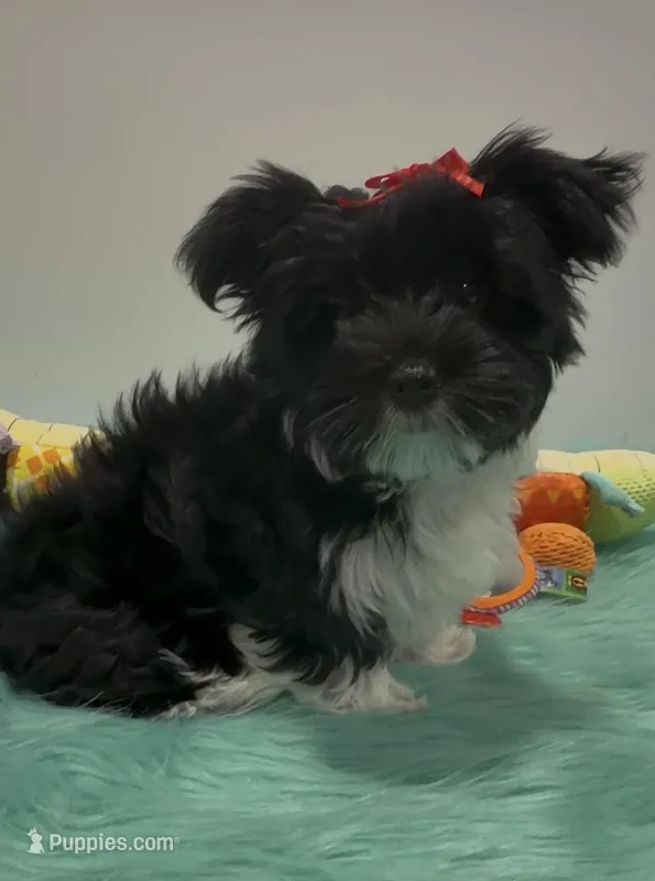 Gucci, a female Yorkshire Terrier for sale in Middletown, DE – Photo 1 of 2
