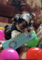 Trixi, a female Yorkshire Terrier for sale in Middletown, DE – 2 of 4