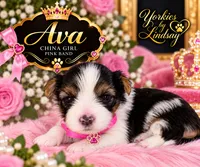 Ava, a female Yorkshire Terrier for sale in Middletown, DE – 3 of 3