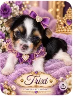 Trixi, a female Yorkshire Terrier for sale in Middletown, DE – 4 of 4
