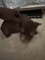 Diego , a male Yorkshire Terrier for sale in Middletown, DE – Photo 4 of 4