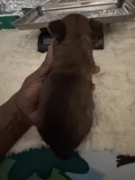 Diego , a male Yorkshire Terrier for sale in Middletown, DE – Photo 2 of 4