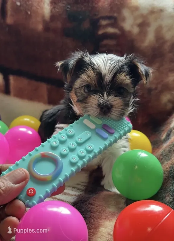 Trixi – Yorkshire Terrier puppy for sale in Middletown, DE