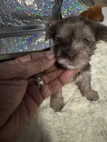 Mahogany , a female Yorkshire Terrier for sale in Middletown, DE – Photo 4 of 4