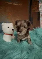 Mahogany , a female Yorkshire Terrier for sale in Middletown, DE – Photo 1 of 4