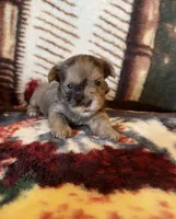 Mahogany , a female Yorkshire Terrier for sale in Middletown, DE – Photo 3 of 4