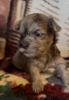 Mahogany , a female Yorkshire Terrier for sale in Middletown, DE – Photo 2 of 4