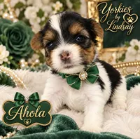 Ahola, a female Yorkshire Terrier for sale in Middletown, DE – 2 of 2