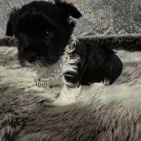 Gucci, a female Yorkshire Terrier for sale in Middletown, DE – Photo 1 of 3