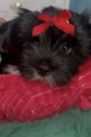 Gucci, a female Yorkshire Terrier for sale in Middletown, DE – Photo 2 of 3