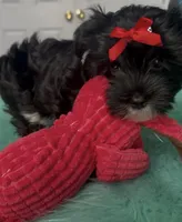 Gucci, a female Yorkshire Terrier for sale in Middletown, DE – Photo 3 of 3