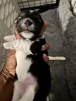 Gucci, a female Yorkshire Terrier for sale in Middletown, DE – Photo 2 of 3