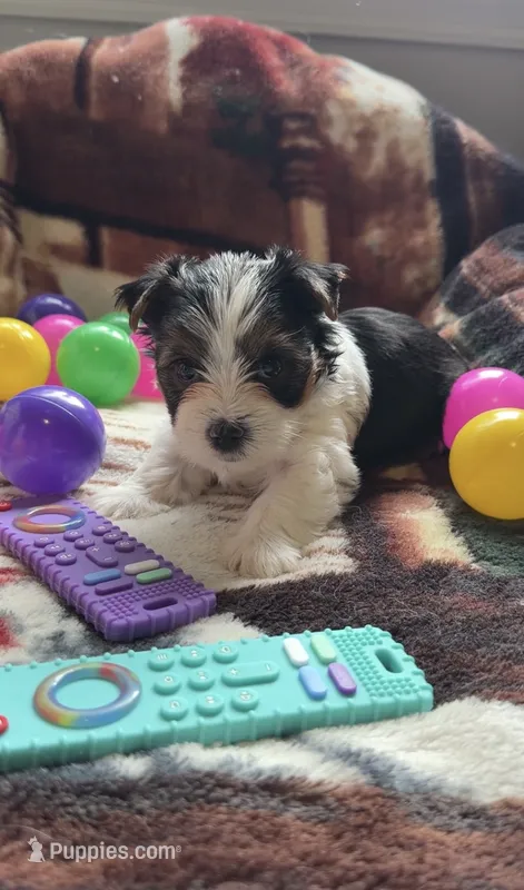 Ava – Yorkshire Terrier puppy for sale in Middletown, DE
