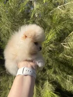 Messi, a male Pomeranian for sale in Canyon Country, CA – 3 of 6